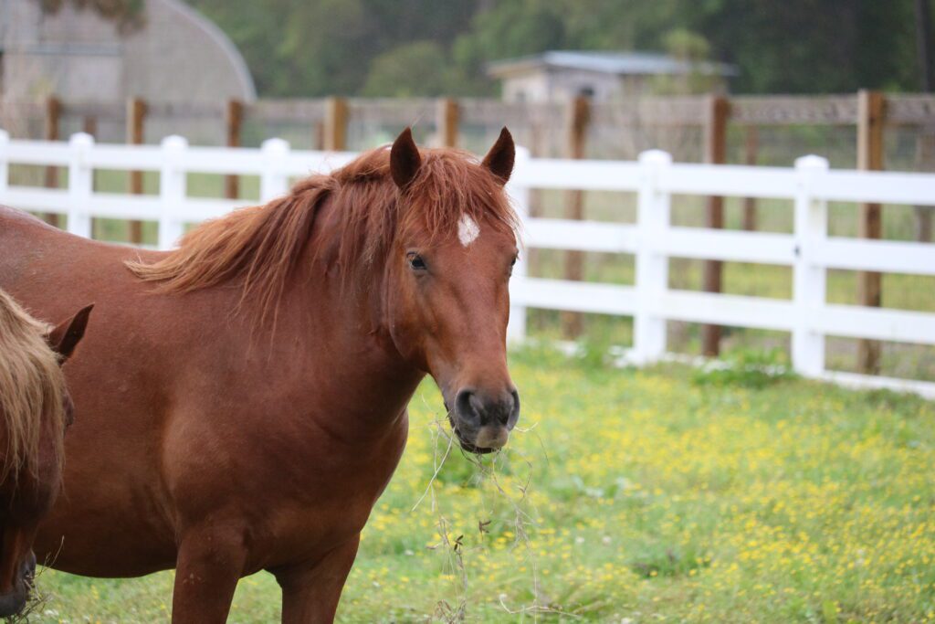 Riptide the horse