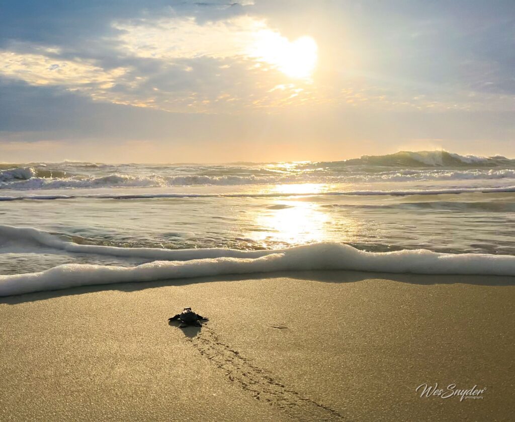 Beach with sun
