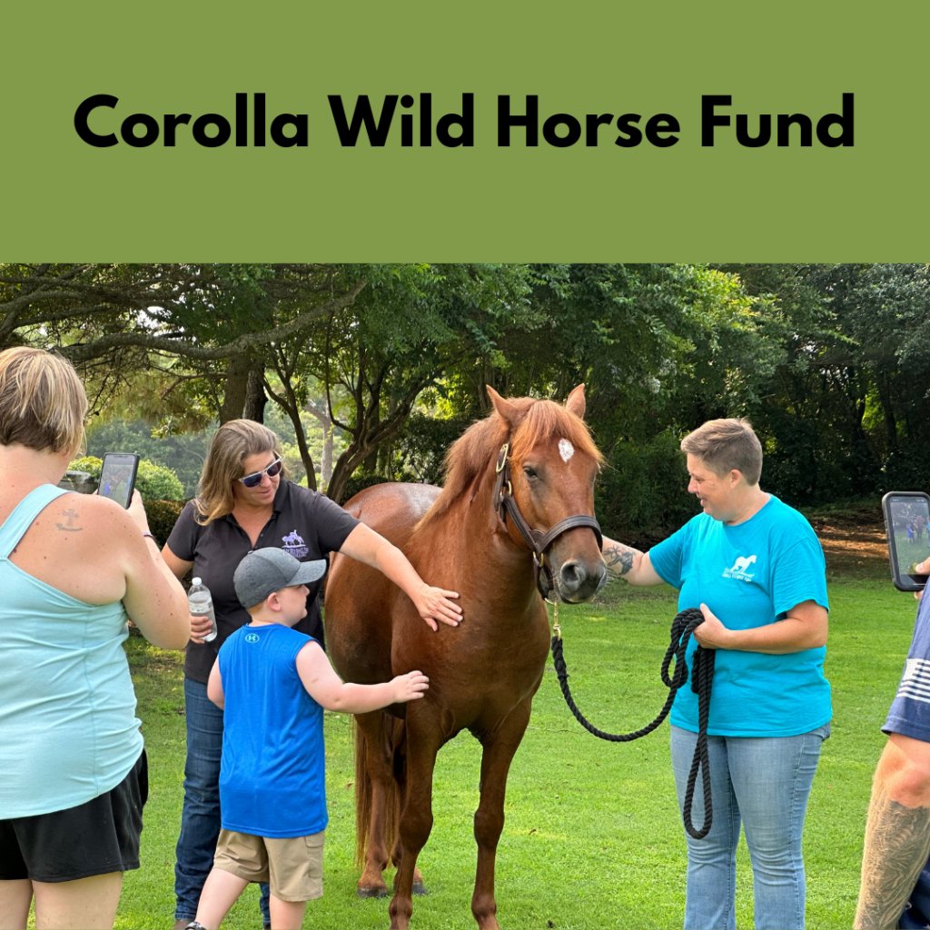 Riptide the Corolla Wild Horse with people